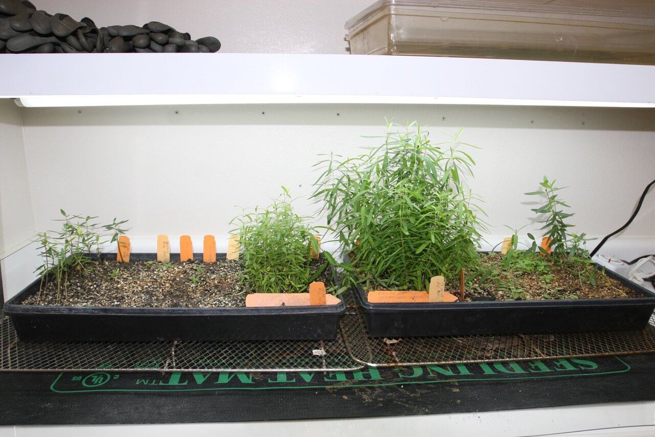 Narrow-leaf milkweed seedlings getting started under the grow-light. Photo: Laura Lovett