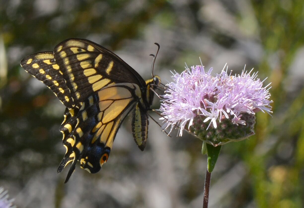An anise swallowtail gets nectar from native coyote mint. Photo: Marc Kummel