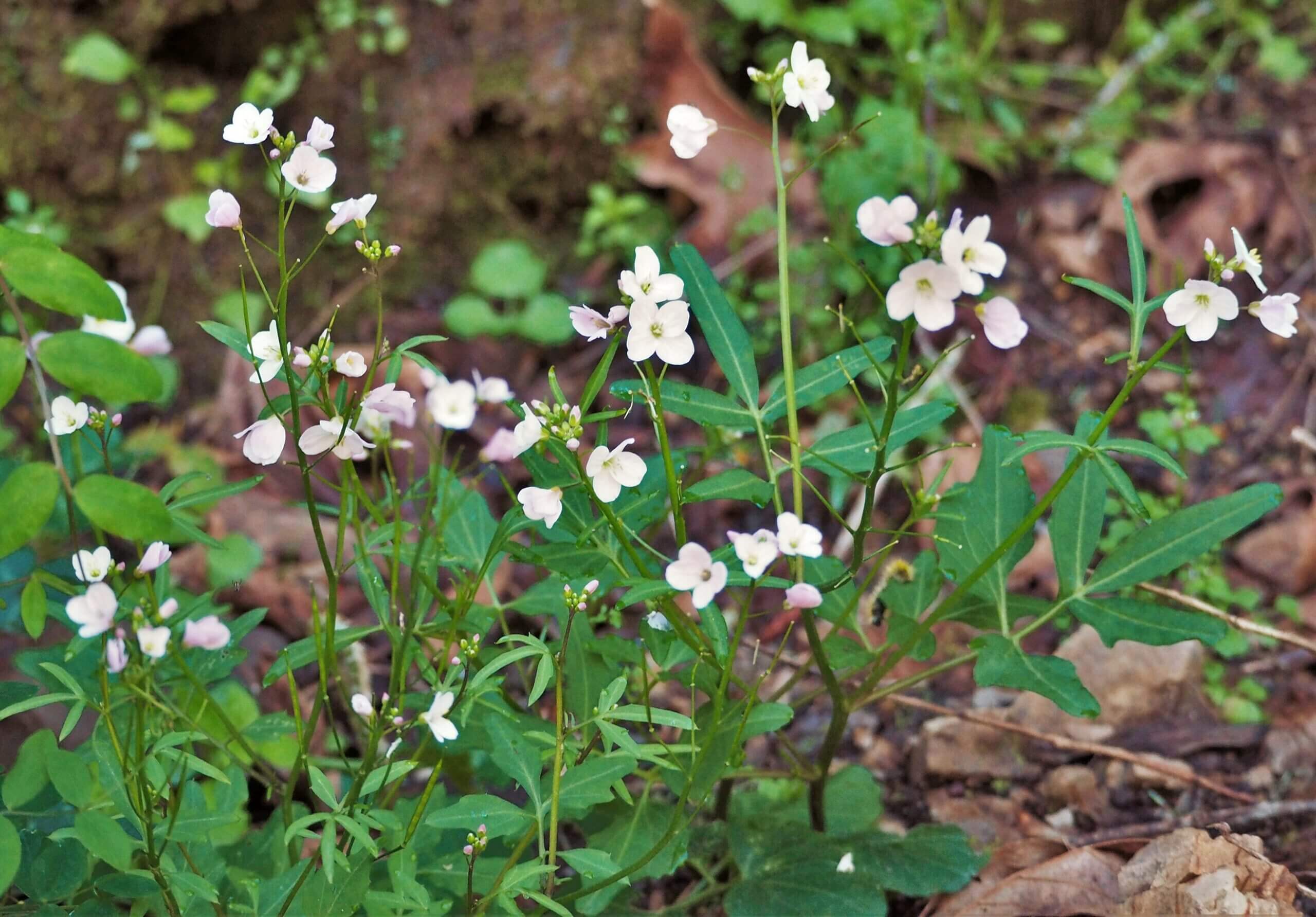 Milkmaids in bloom. Photo: J. Vaughn