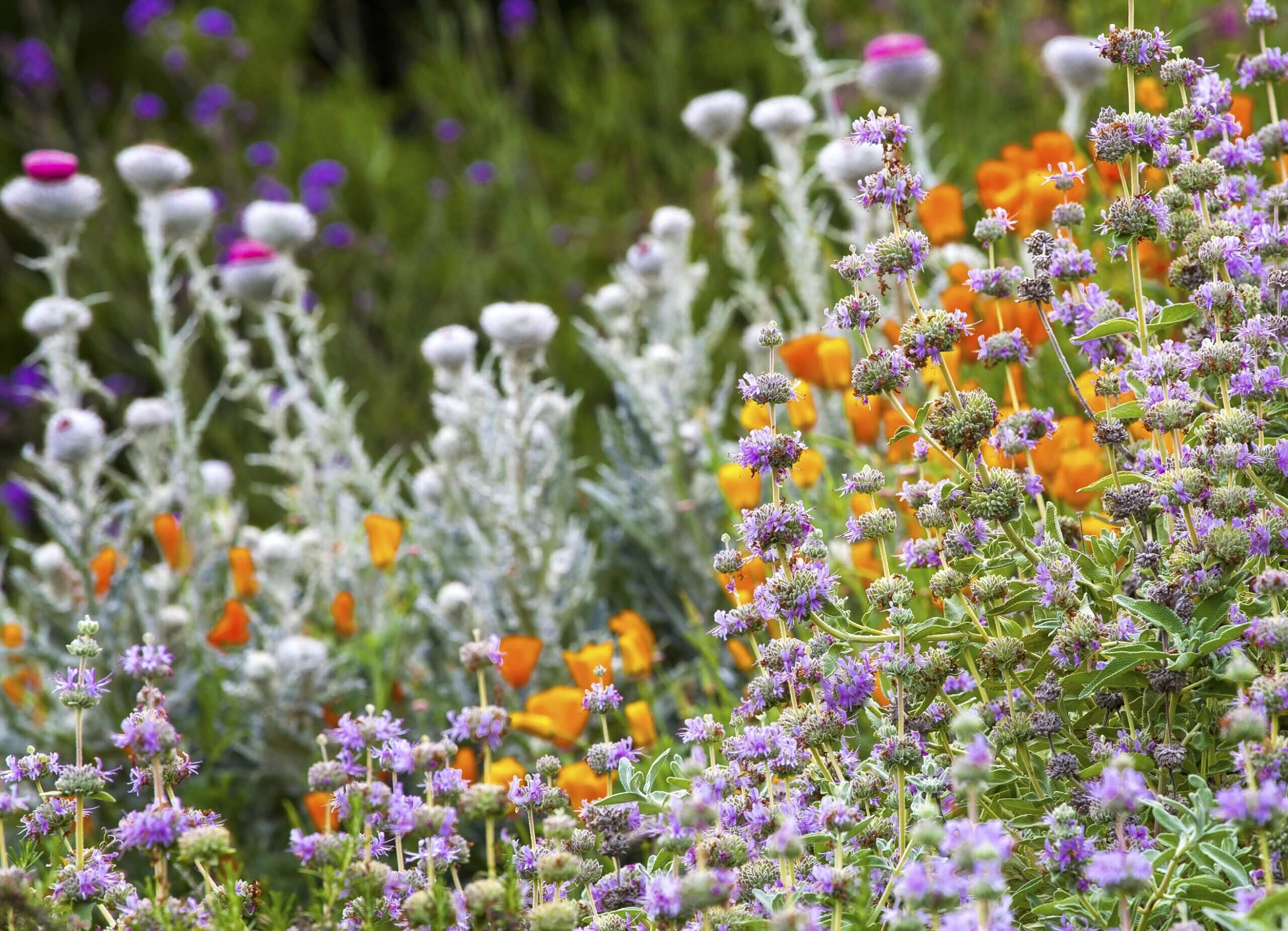 Salvia leucophylla ‘Pt. Sal’ and cobweb thistle in my garden. Photo: Saxon Holt