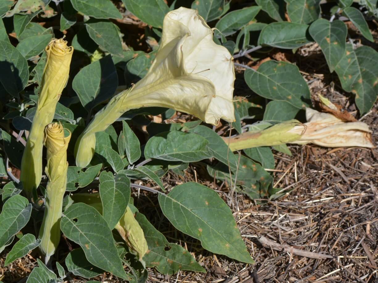 Deer won’t eat datura as it is toxic and the leaves give off an odor when touched. The tubular flowe