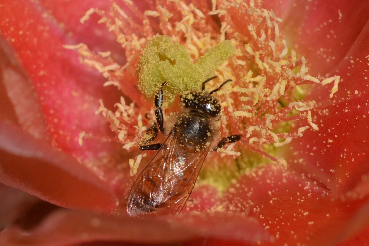 Plants make it hard for insects to get to the nectar without picking up pollen. Honeybee in a prickl