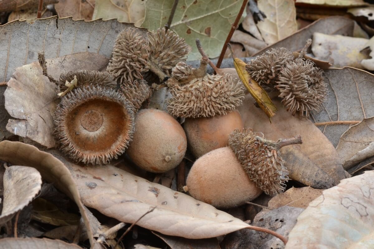 Most California oak acorns are ready to germinate as soon as they are placed in moist soil. Acorns l