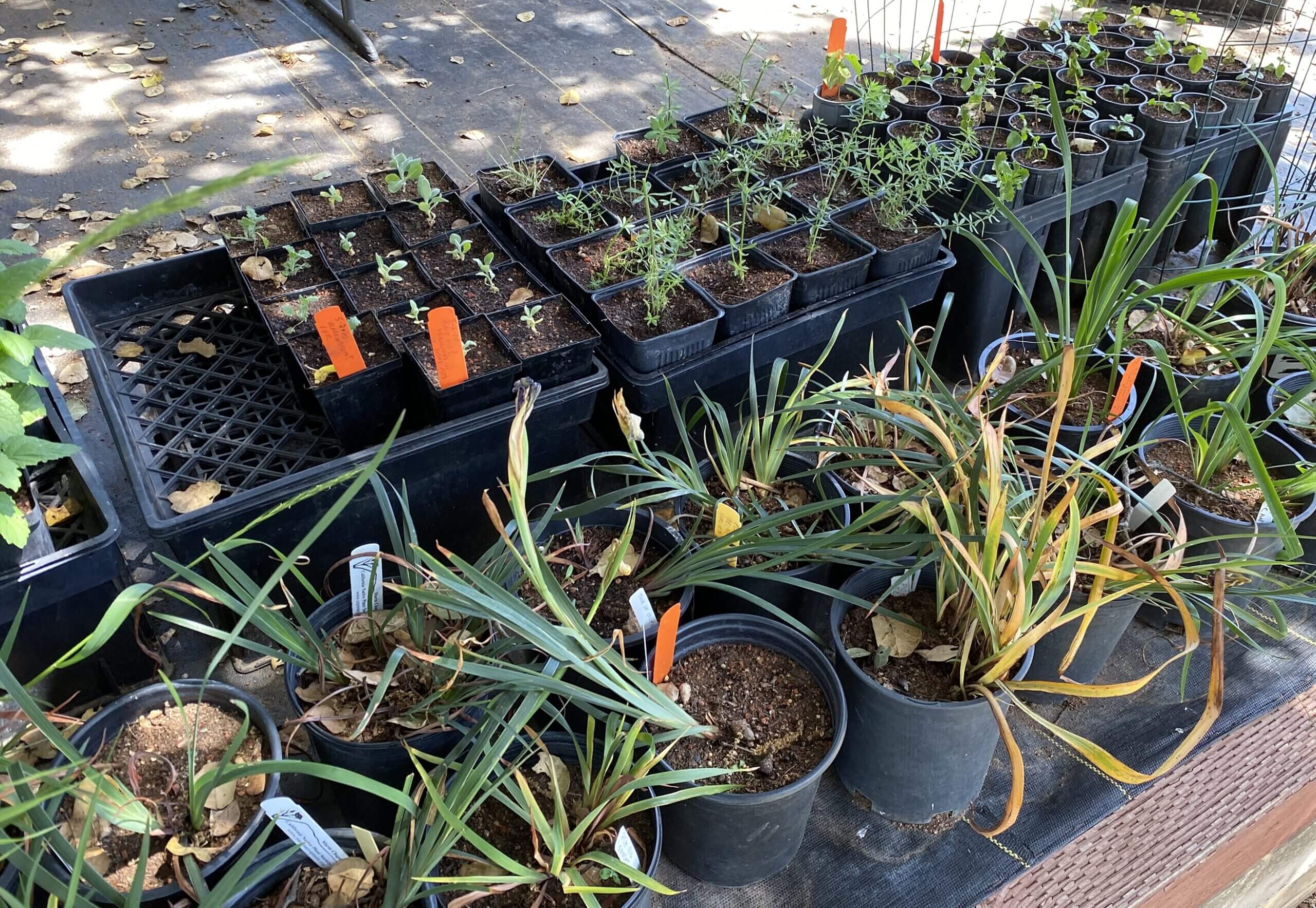 Newly transplanted seedlings need to remain in the shade.