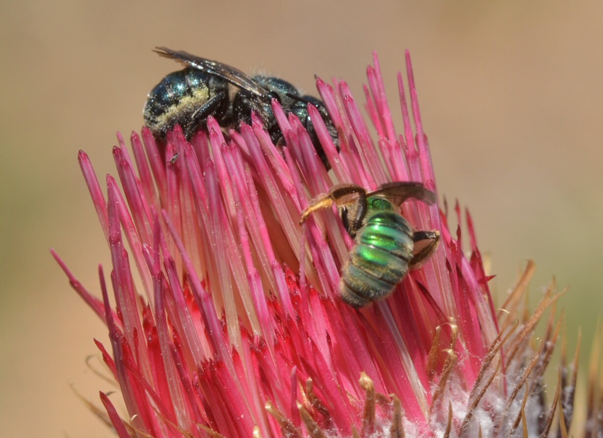 Venus thistle is extremely attractive to pollinators. Photo: Marc Kummel