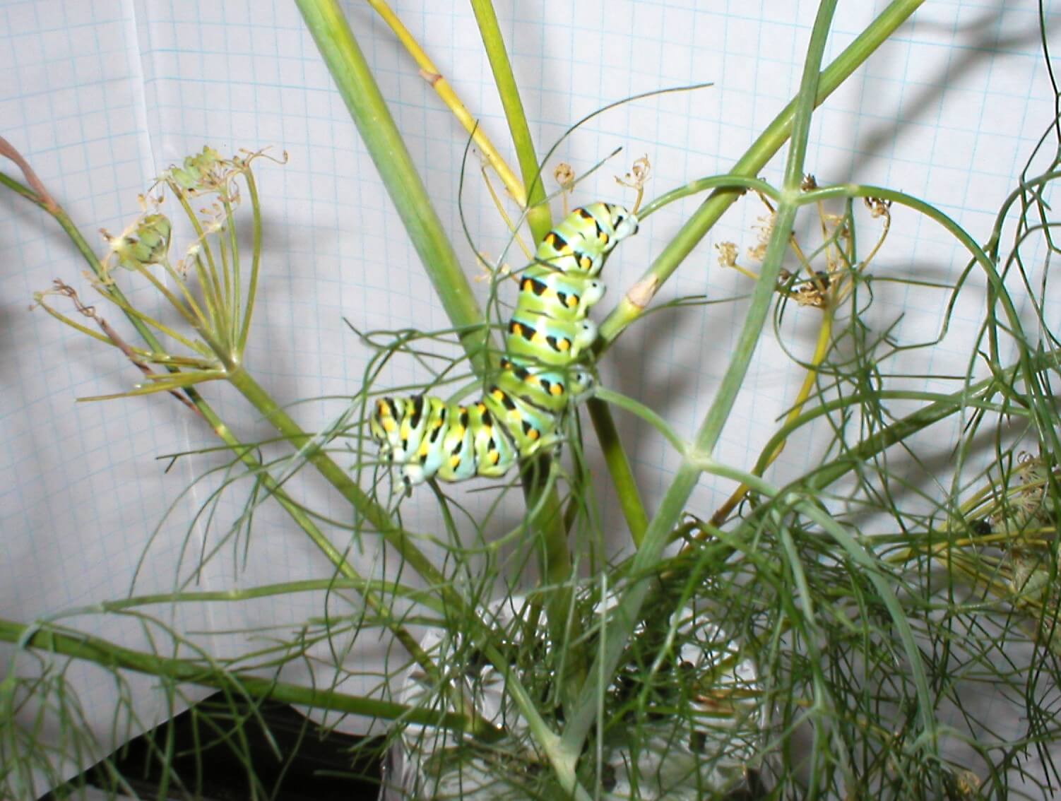 The larvae of the Anise Swallowtail butterfly prefer plants in the fennel family