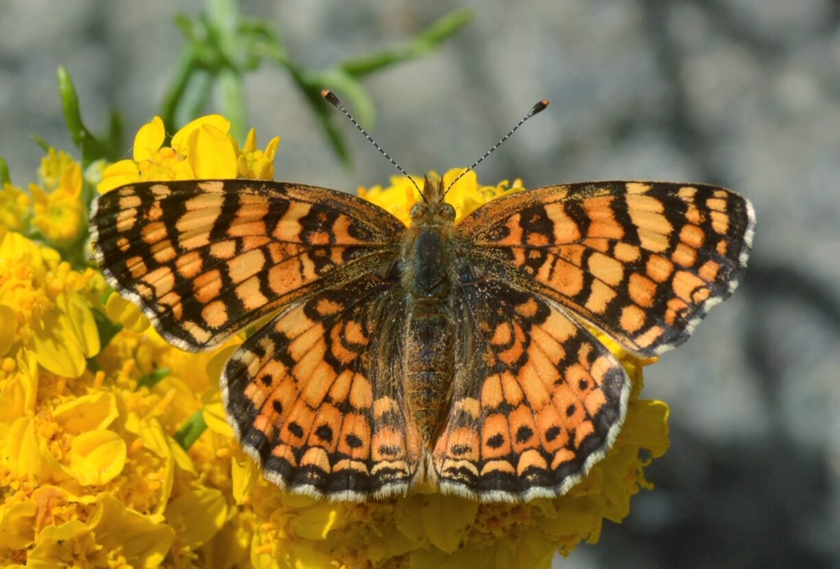 Mylitta Crescent butterflies are one of many species attracted to thistles. Photo: Marc Kummel