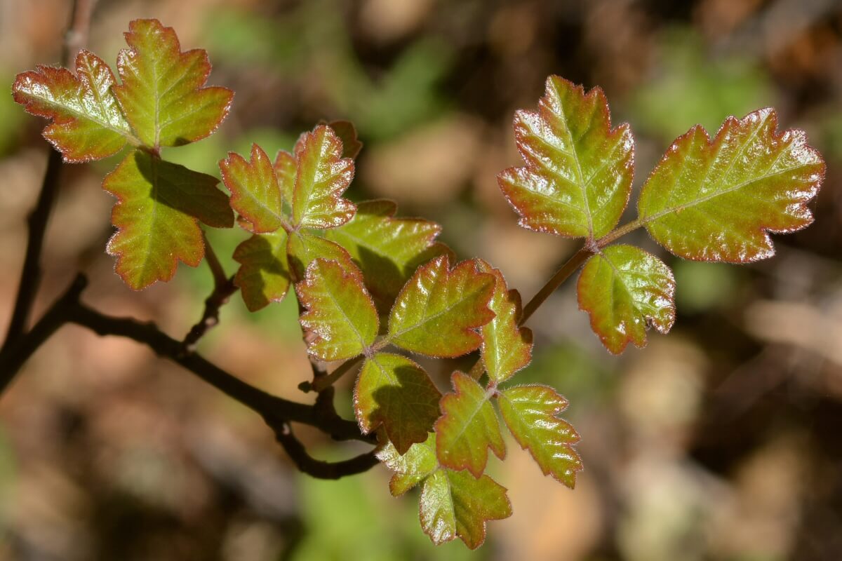 New spring leaves of poison oak. Photo: Marc Kummel
