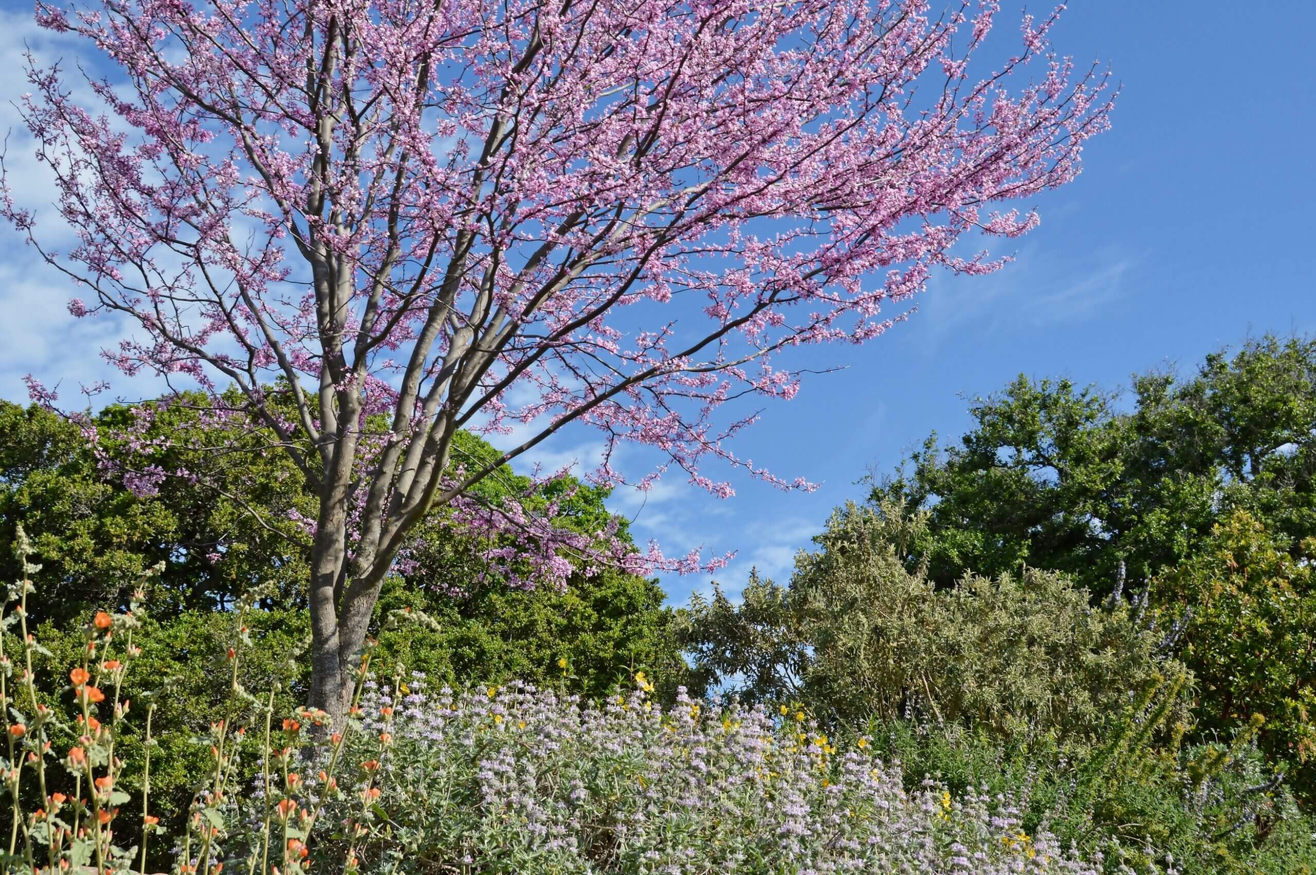 The redbud in my garden is an eastern redbud (Cercis canadensis).