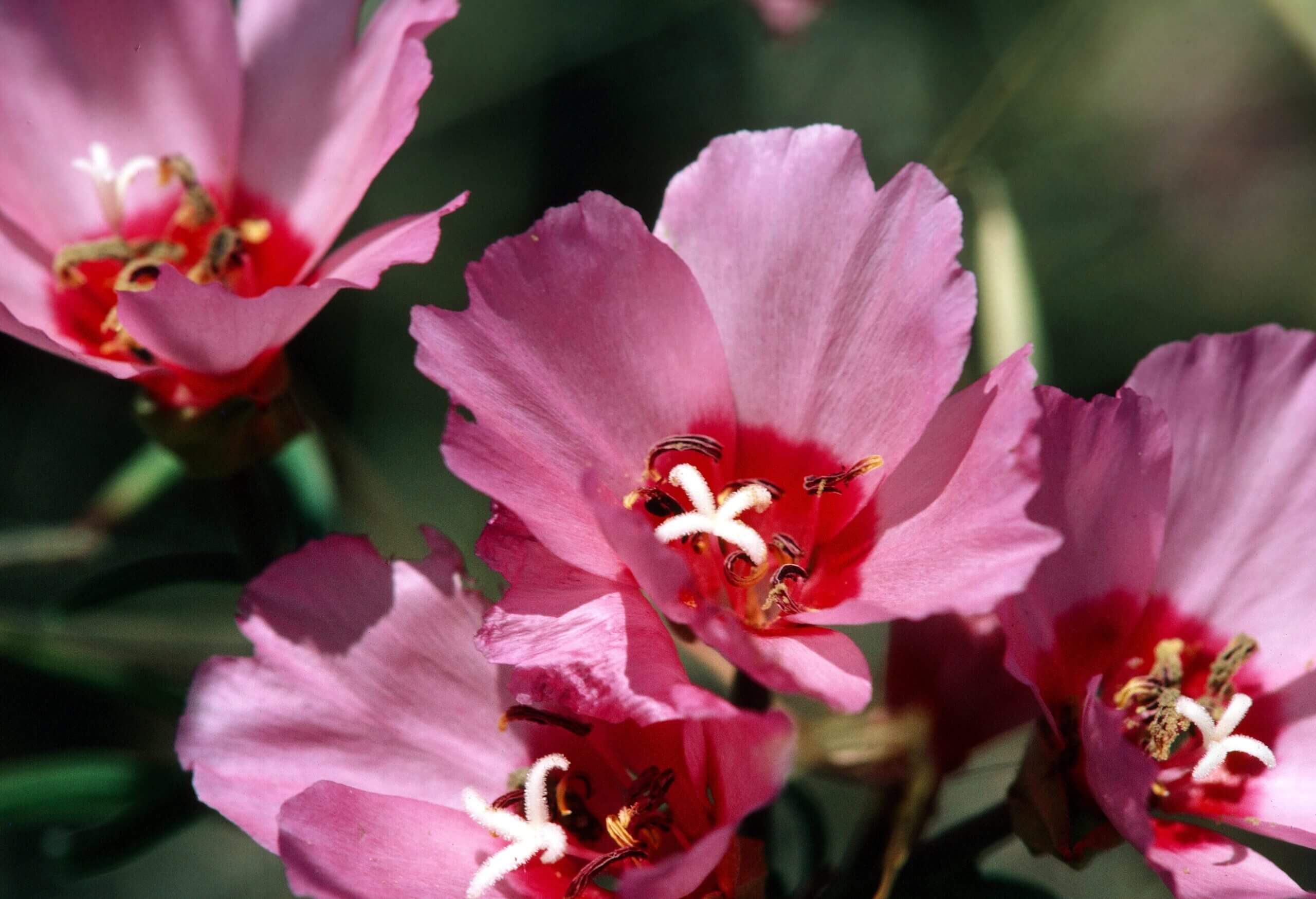 Ruby chalice clarkia produces prolific but very tiny seeds. Photo: William Follette