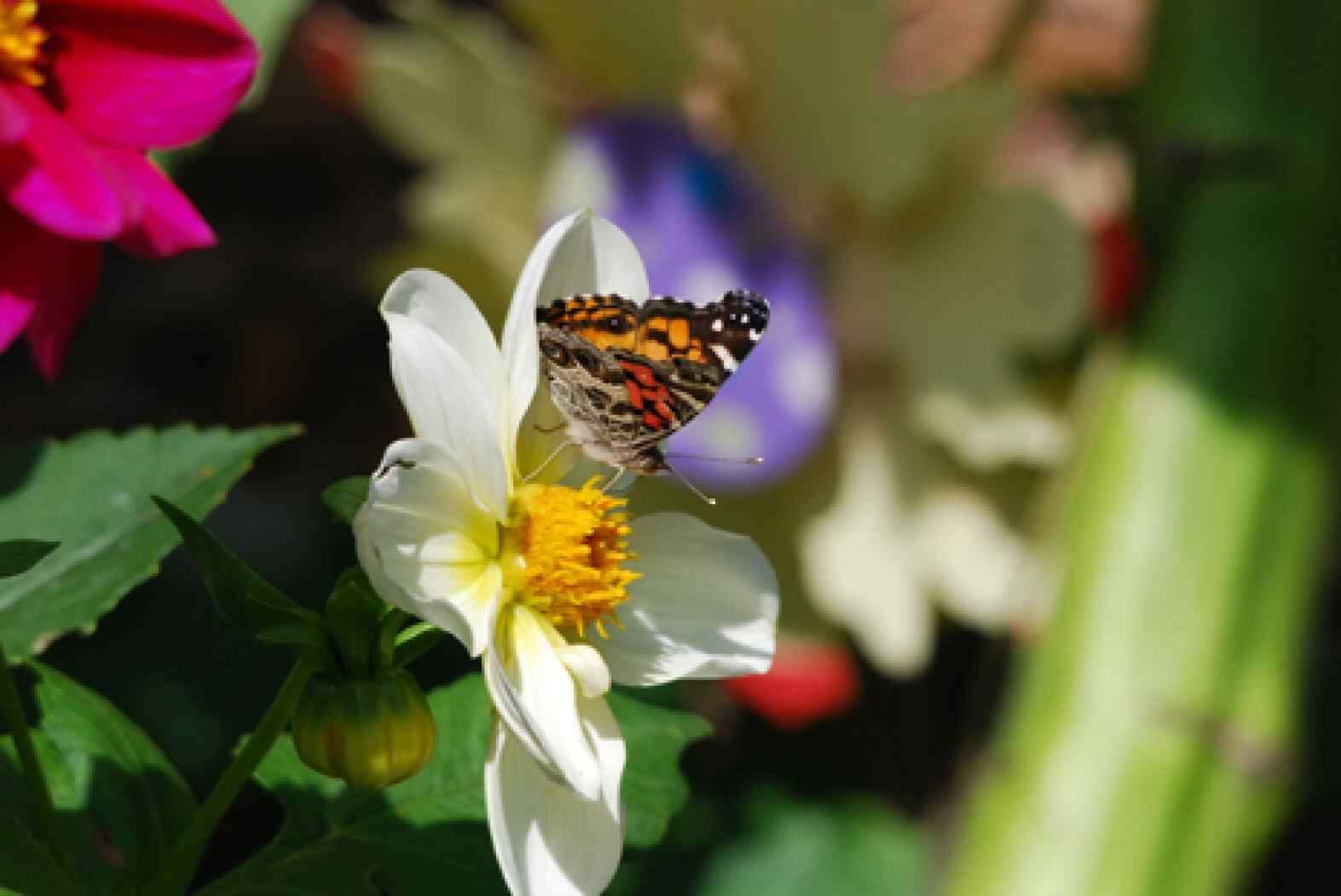 Painted Lady - freshly eclosed from the pupa - on a Dahlia