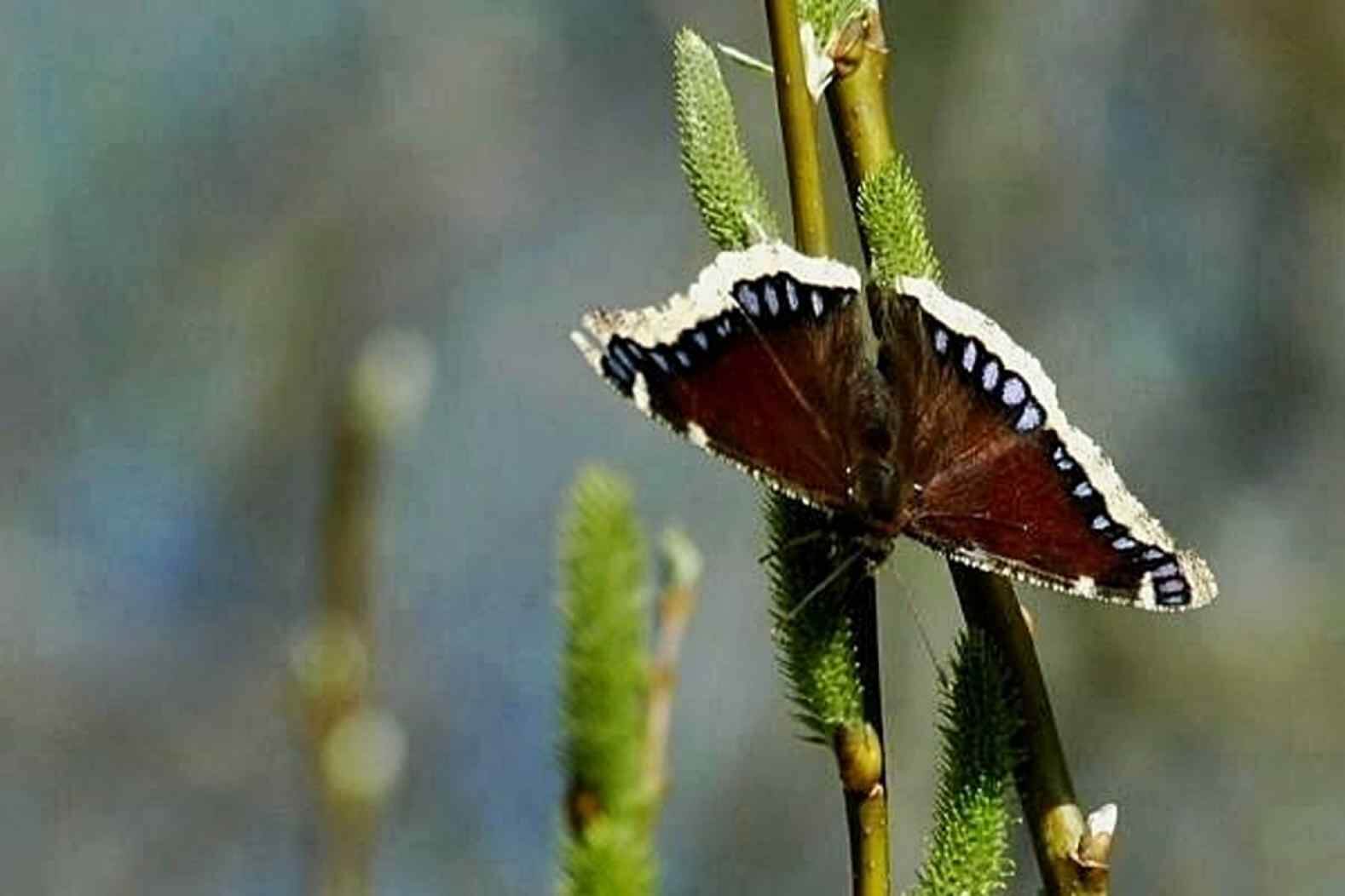 Mourning Cloak resting on Willow