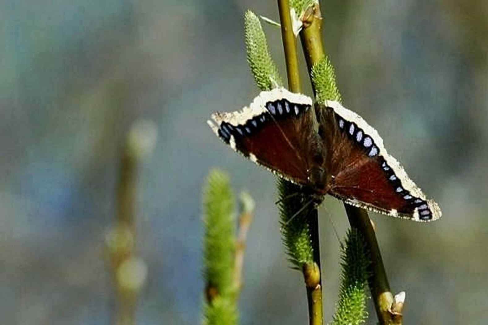 Some Other Common Brushfoots (Nymphalidae)