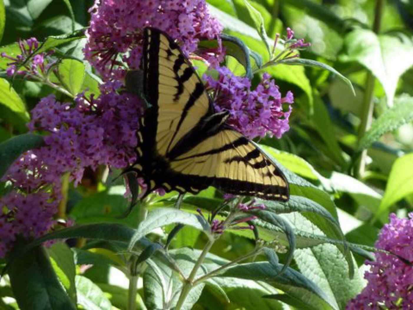 The Swallowtails