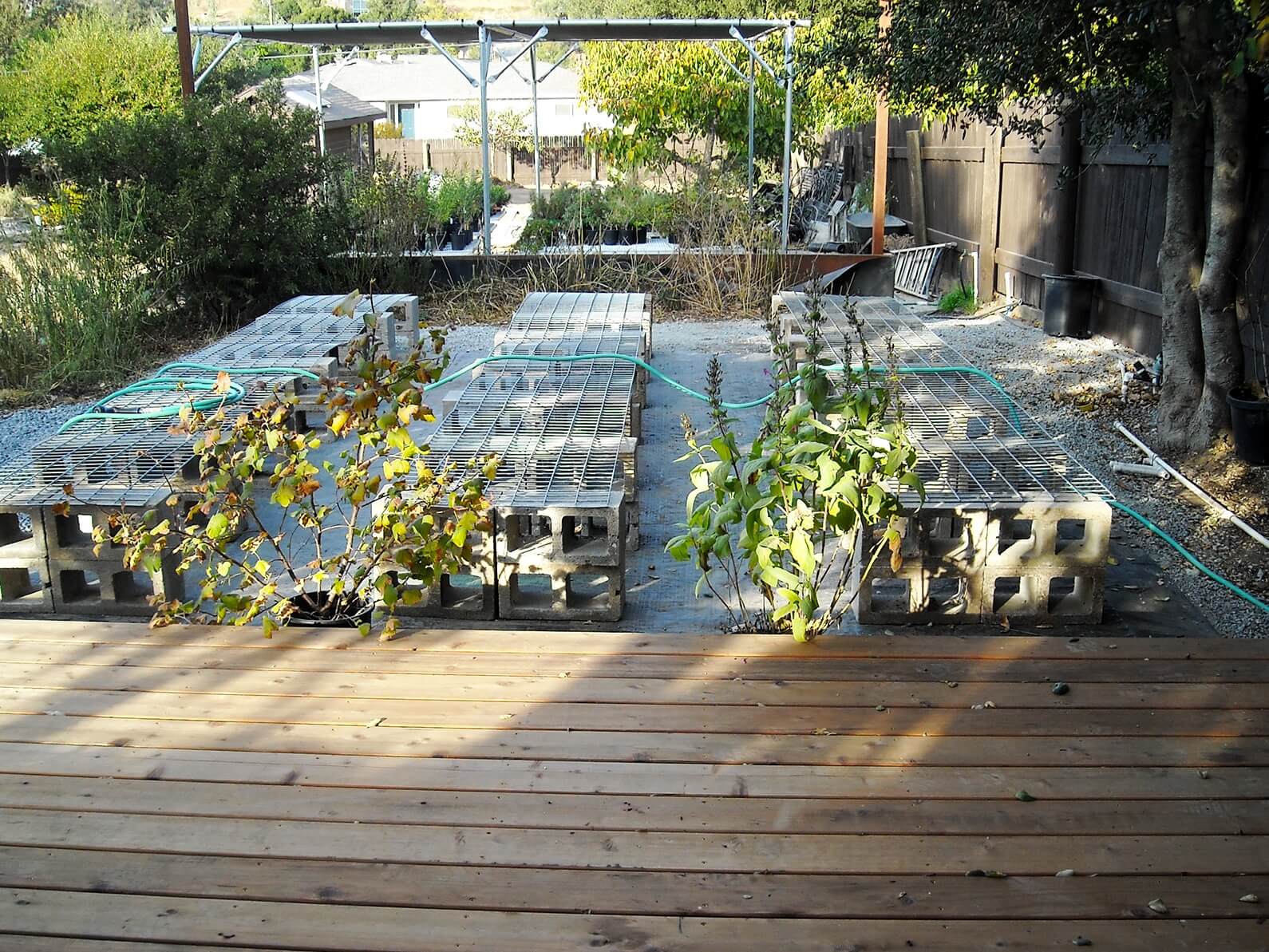 Sept 2019.  New nursery benches for larger plants have been installed; the shade house is beyond them and holds smaller plants.