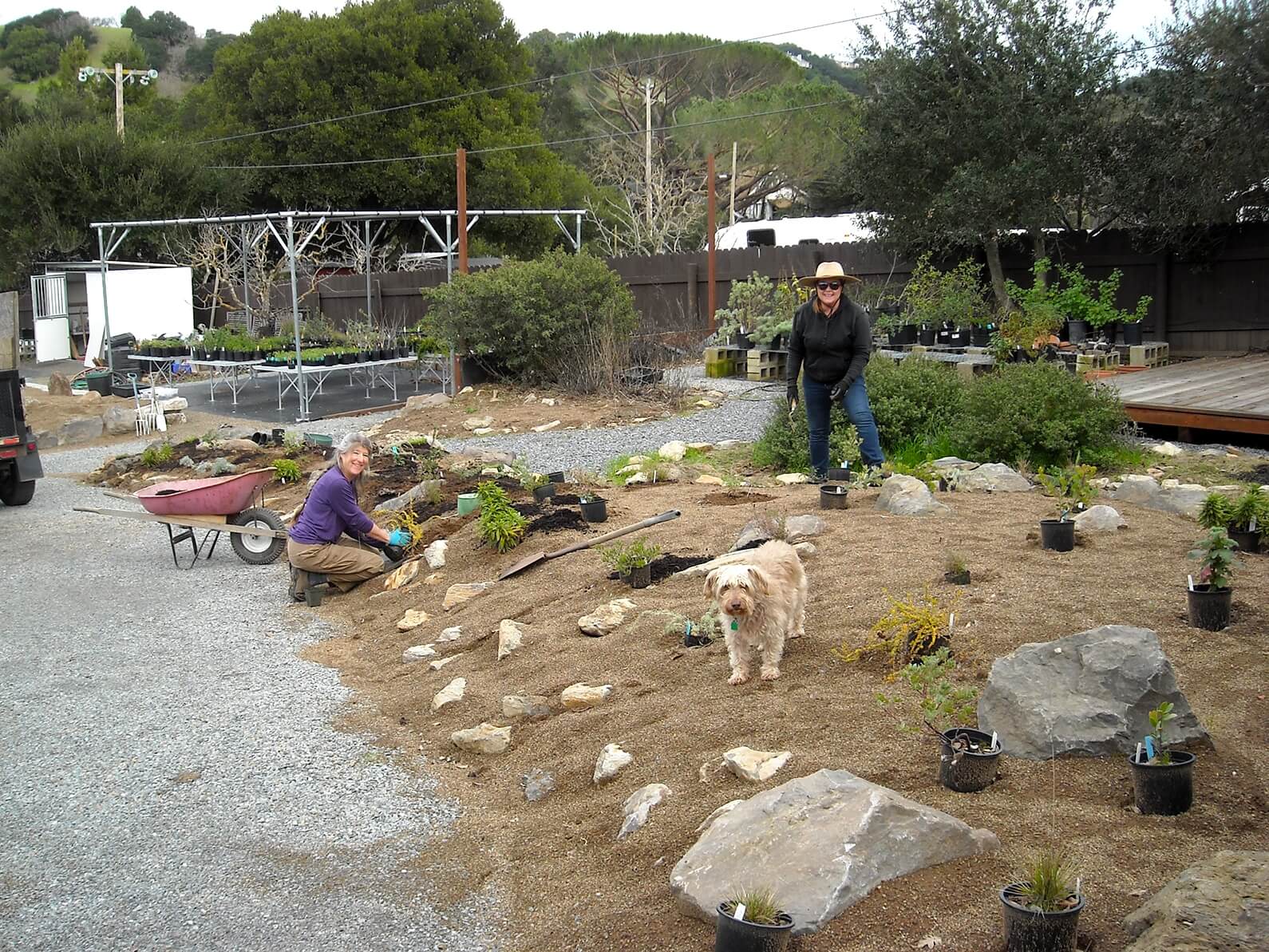 Jan 2020. We have several display berms surrounding the work areas. The first one is a showcase for our local manzanitas and was planted during the winter rainy season. 