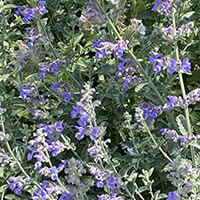 Cat Mint