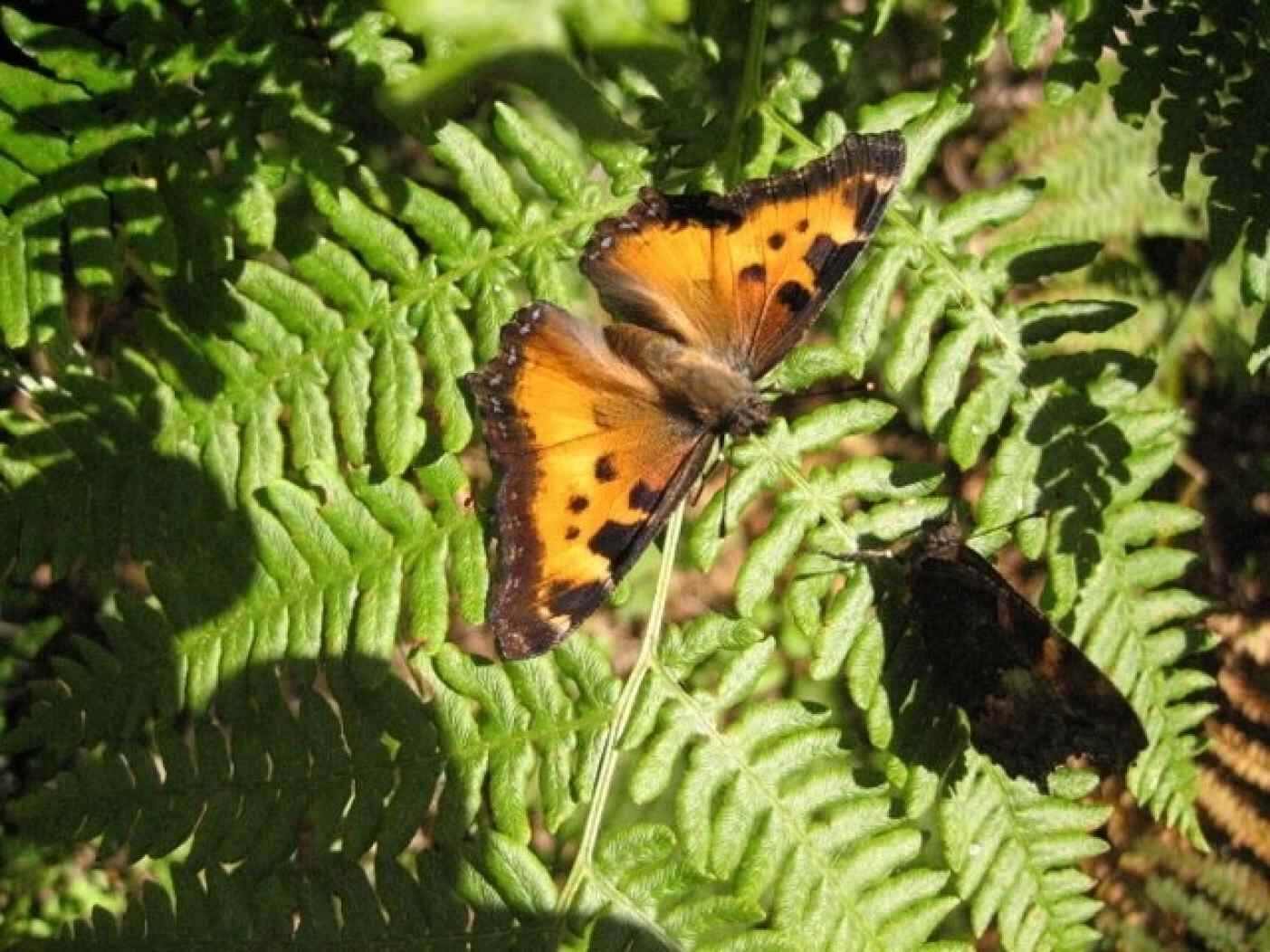 California Tortoiseshell adult. Photo: Nancy Hanson