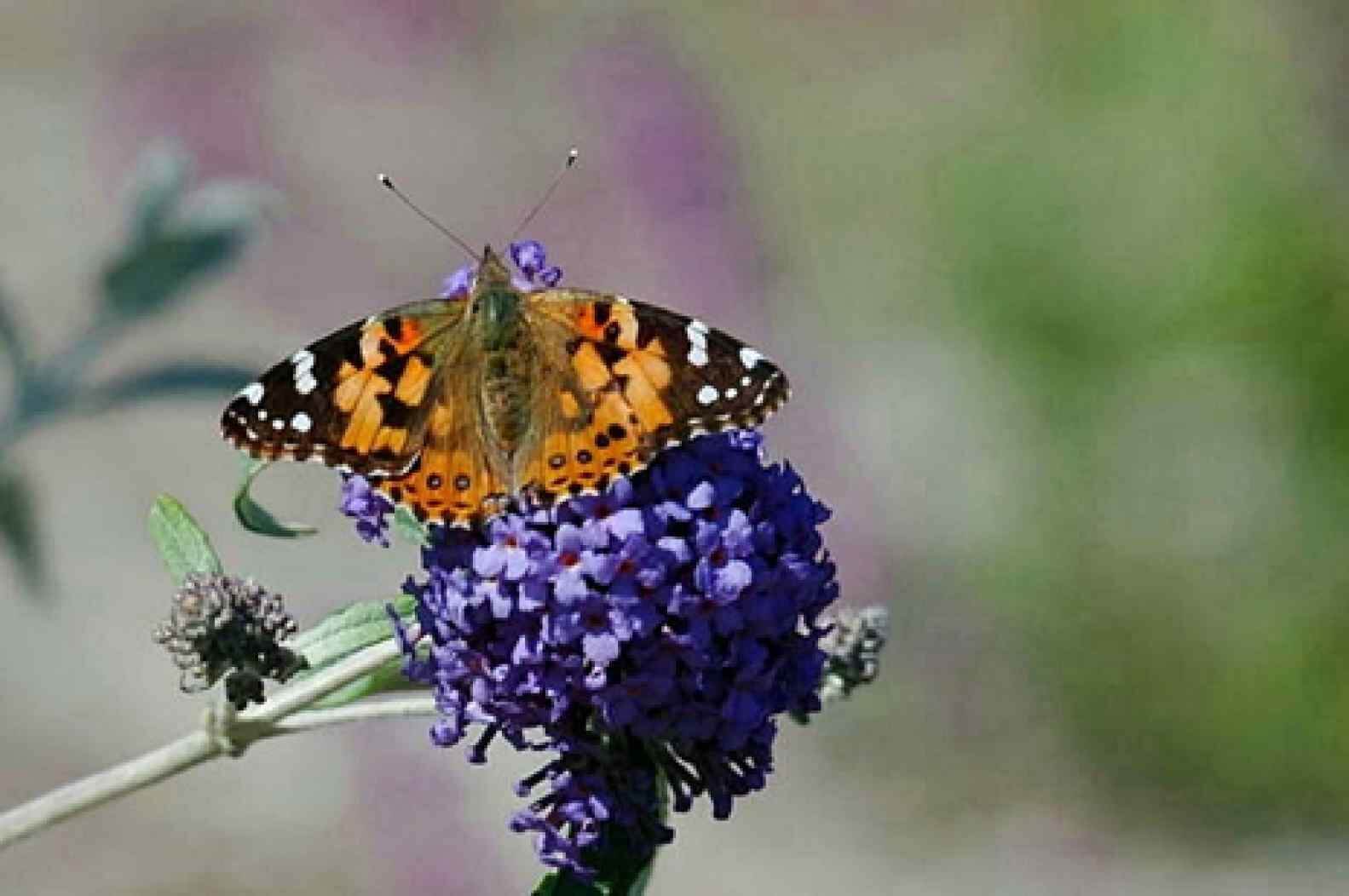 Painted Lady Butterfly on Buddleia