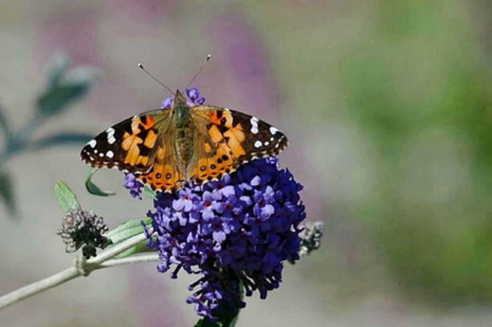 Painted Lady Butterflies