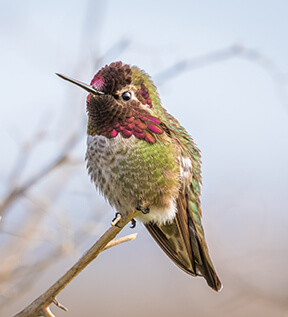Anna's Hummingbird. Photo by Roger Smith