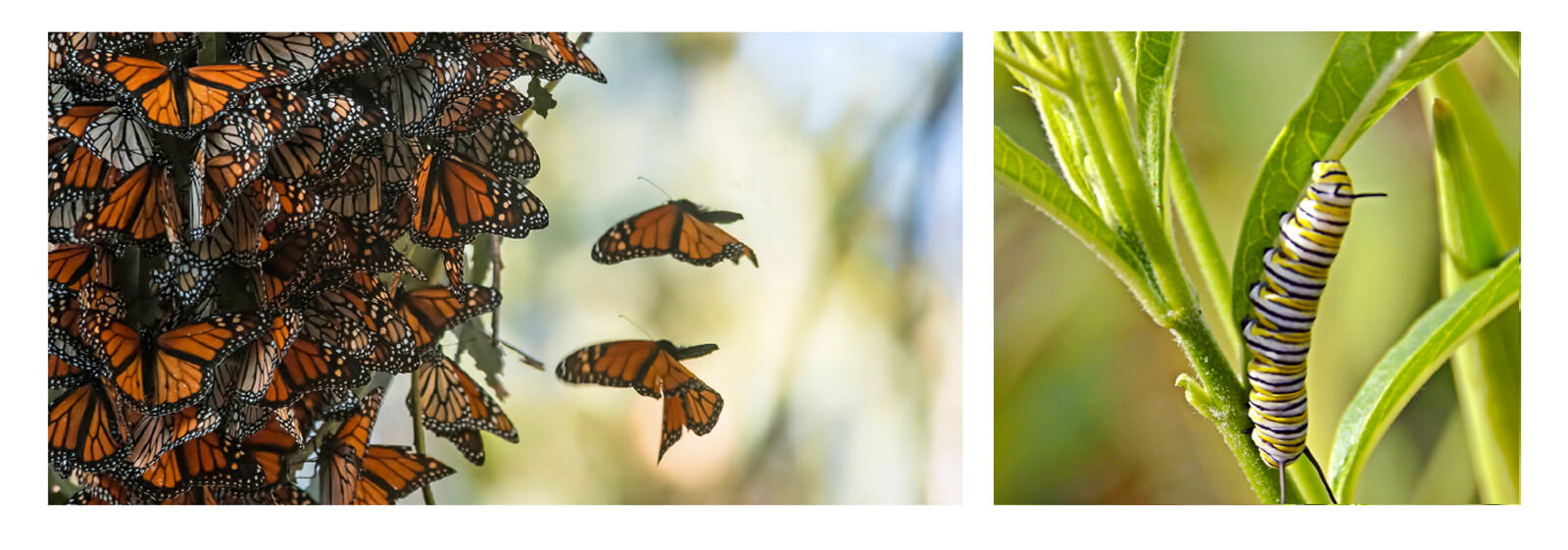 monarch butterflies