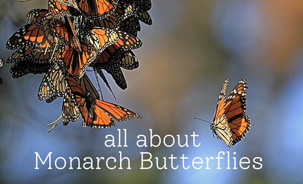 all about Monarchs