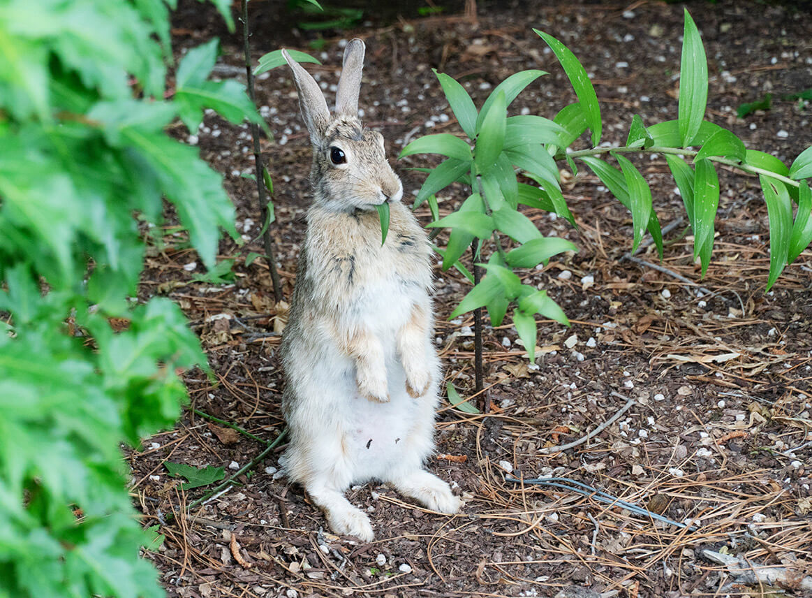bunny in a garden