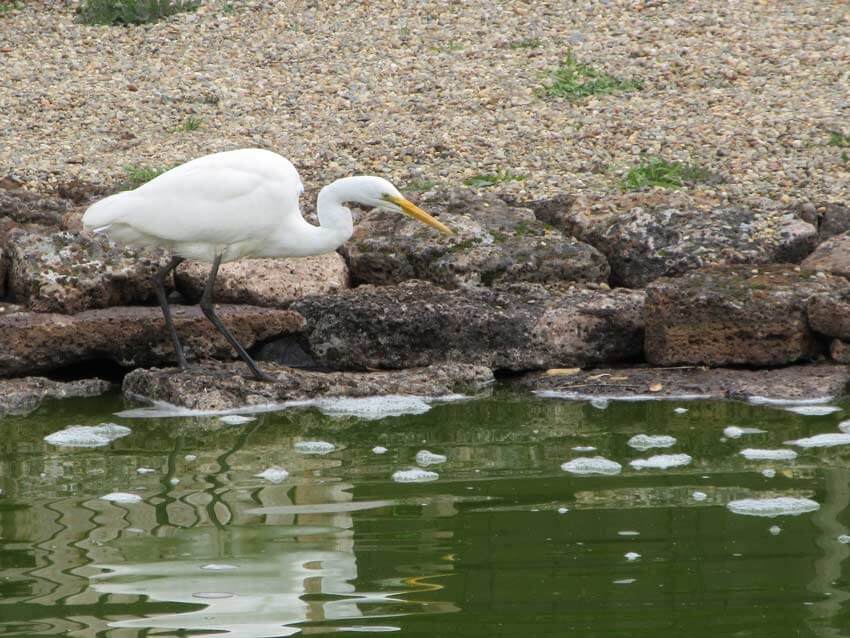 Home Ground Habitats - 14 - A visit by a Great White Egret