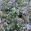 Ceanothus species – California Lilac