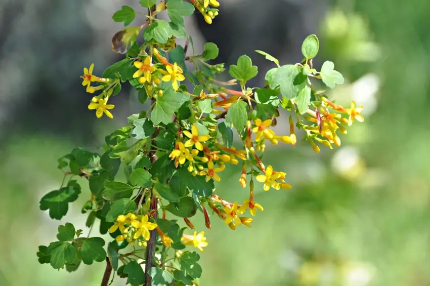 Home Ground Habitats - Plant of the Month - Ribes Aureum