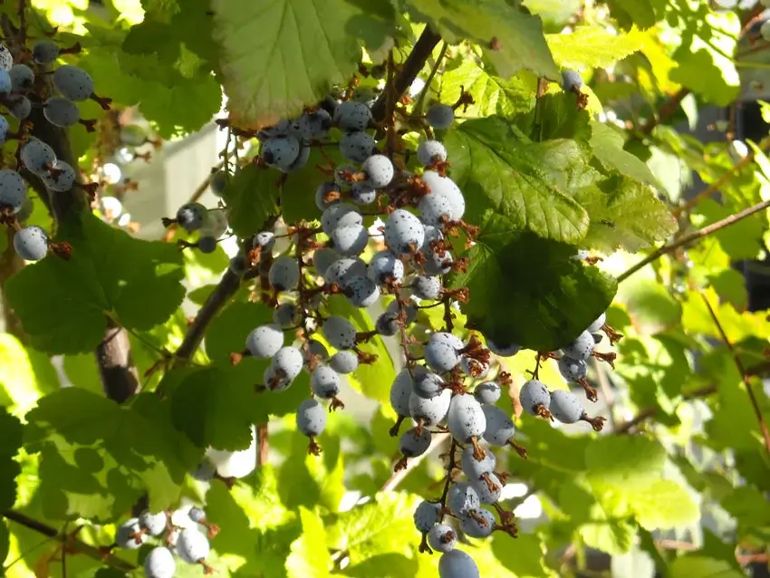 Home Ground Habitats - Plant of the Month - Ribes Berries