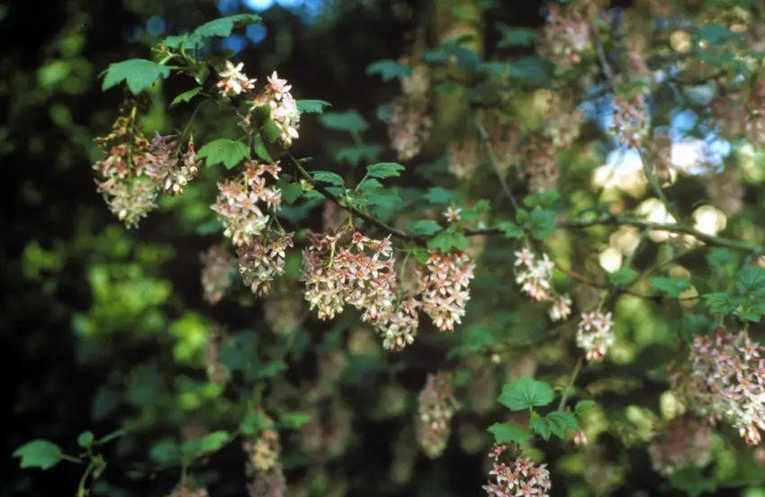 Home Ground Habitats - Plant of the Month - Ribes Sanguineum 2