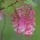 Discovering the The charm of the Pink Flowering Currant