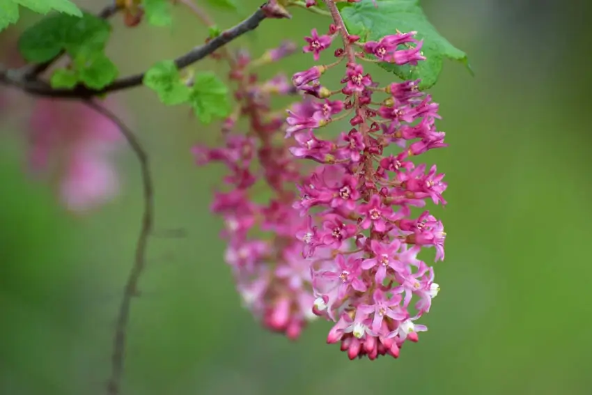 Discovering the The charm of the Pink Flowering Currant