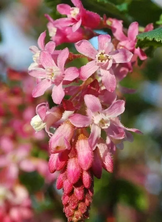 Home Ground Habitats - Plant of the Month - Ribes Sanguineum