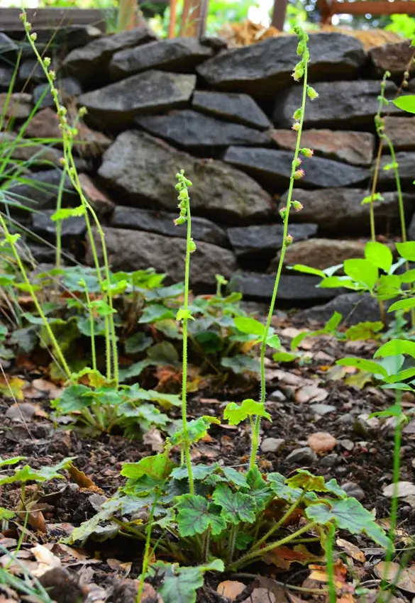 Home Ground Habitats - Fringecups Tellima Grandiflora