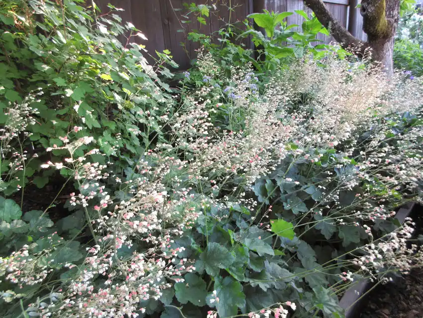 Heuchra Alum Root: Native Varieties, Garden Cultivation, and Stunning Blooms