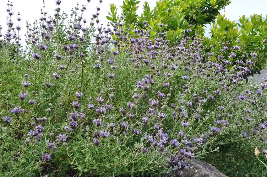 California Salvia Species