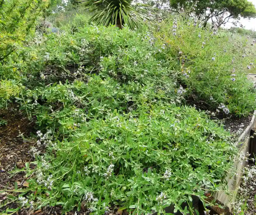Home Ground Habitats - Salvia Mellifera