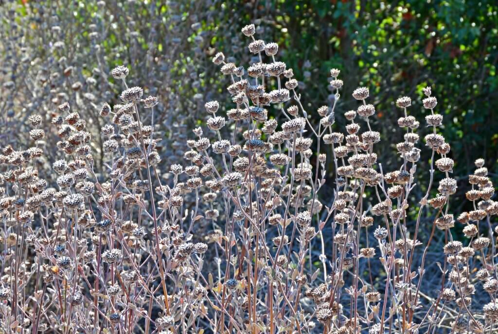 Salvia seedheads ready for collection