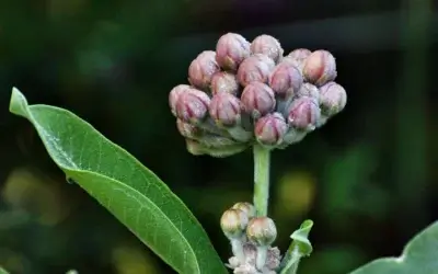 Cultivating Milkweeds: Vital Habitat Plants for Monarch Butterflies