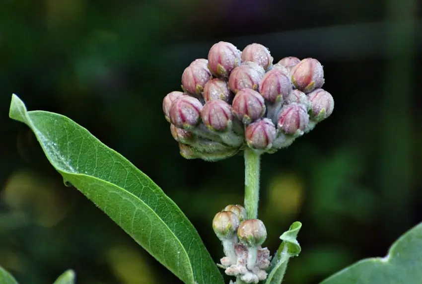 Home Ground Habitats - A Speciosa Flower Bud