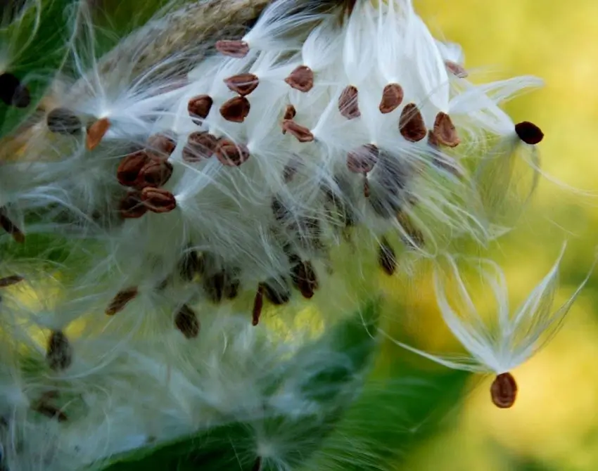 Home Ground Habitats - Milkweed Seeds