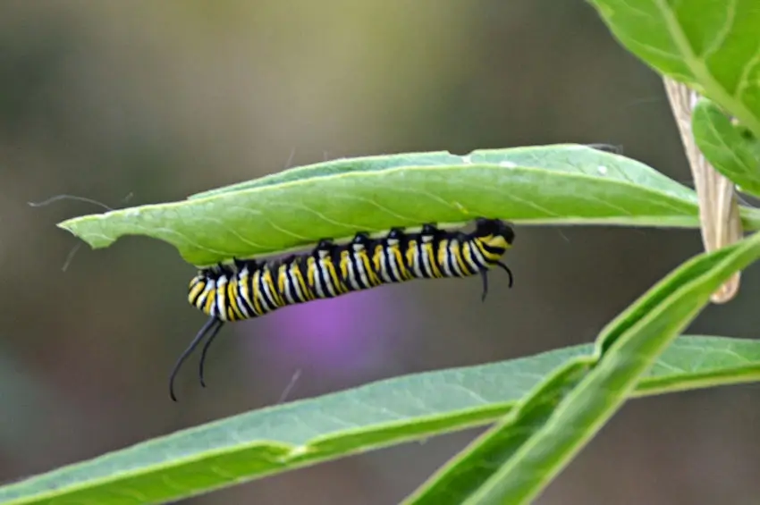 Home Ground Habitats - Monarch Caterpillar on Milkweed
