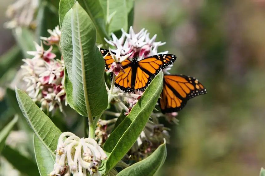 Home Ground Habitats - Monarchs on Showy Milkweed - photo credit Harmina Mansur
