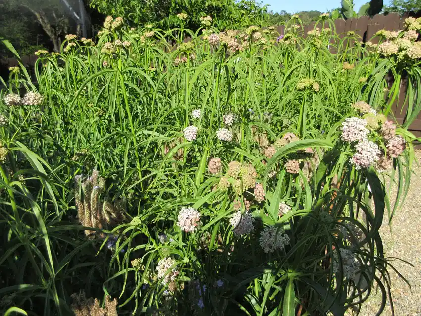 Home Ground Habitats - Narrow Leaf Milkweed Stand