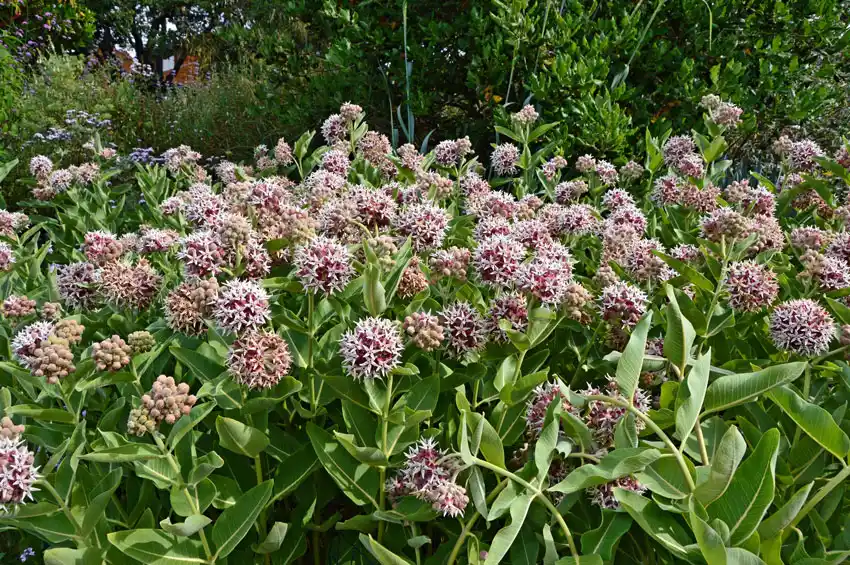 Home Ground Habitats - Showy Milkweed in Full Bloom