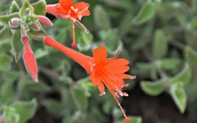 Epilobium (Zauschernia) canum – California Fuchsia: Haven for Pollinators & Garden Beauty