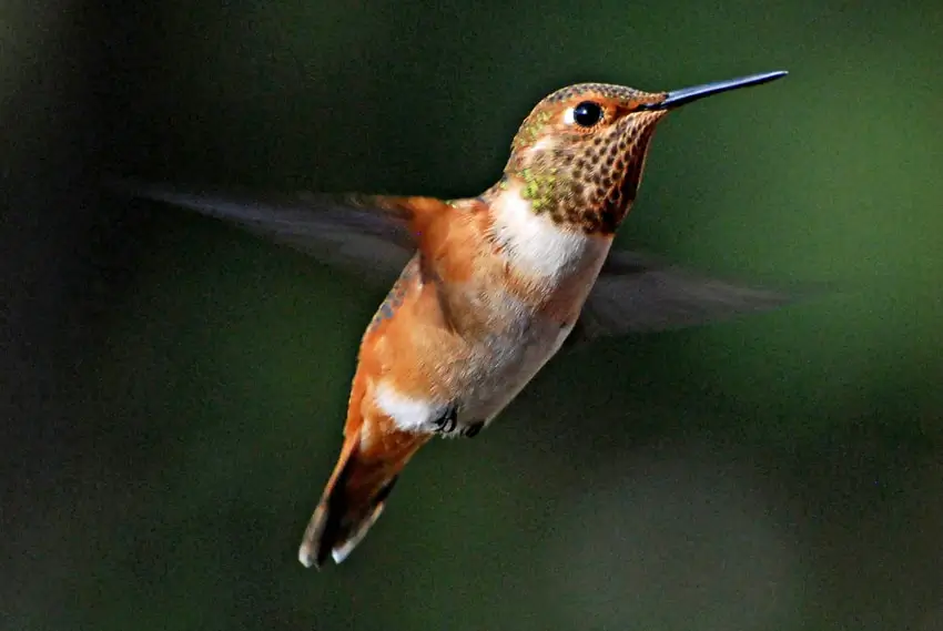 Home Ground Habitats - Rufous Hummingbird